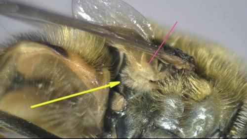 Syrphus vitripennis