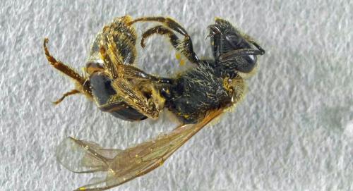 Lasioglossum fulvicorne