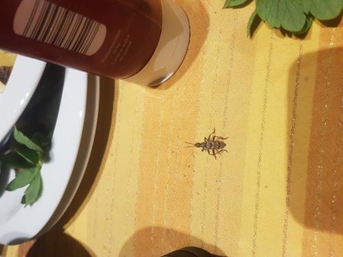 Rhagium inquisitor