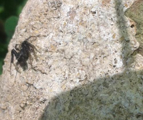 Xysticus sp.