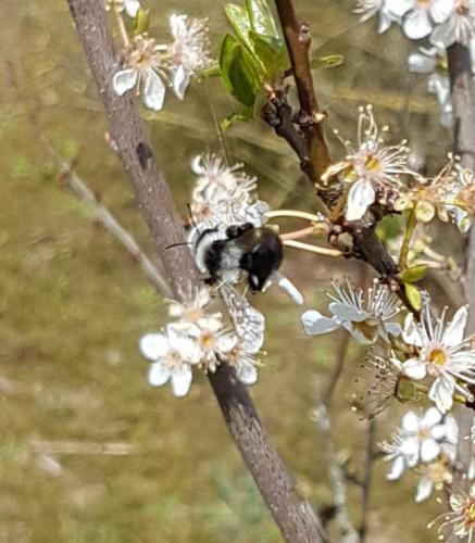Andrena cineraria