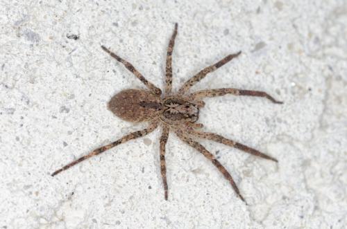 Zoropsis spinimana