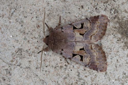 Réf. 201 043 : Orthosia gothica