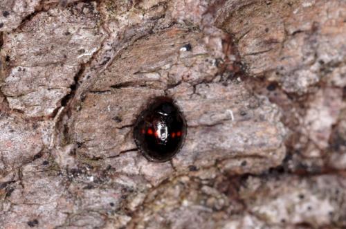 Réf. 201 582 : Chilocorus bipustulatus