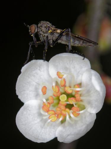 Rhamphomyia sp.