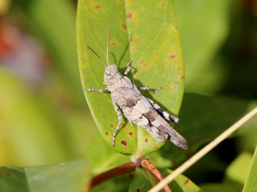 Réf. 201 578 : Oedipoda sp.