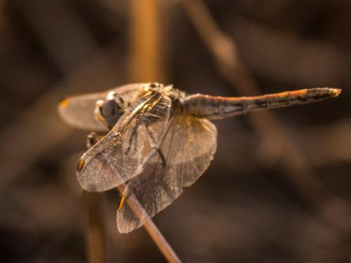 Sympetrum fonscolombii