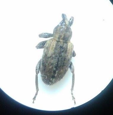 Hypera sp.