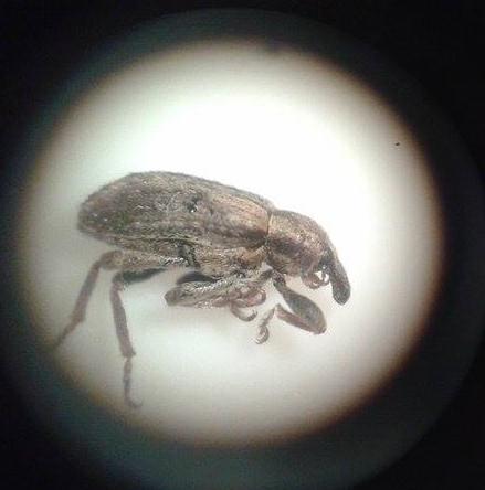 Hypera sp.