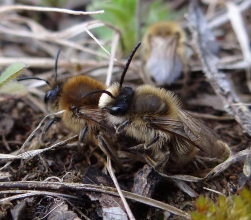 Réf. 201 996 : Colletes cunicularius