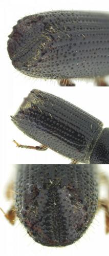Orthotomicus laricis