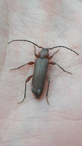 Réf. 201 959 : Phymatodes testaceus
