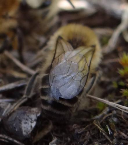Colletes cunicularius