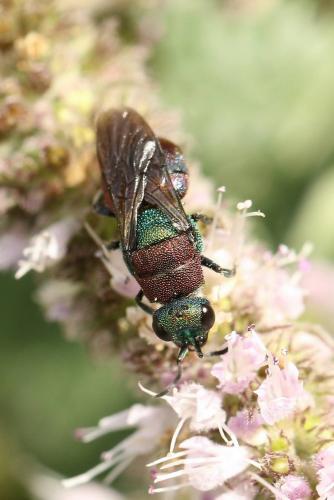 Hedychrum nobile