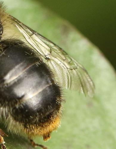 Réf. 201 676 : Anthophora furcata