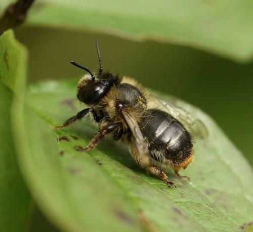 Réf. 201 675 : Anthophora furcata