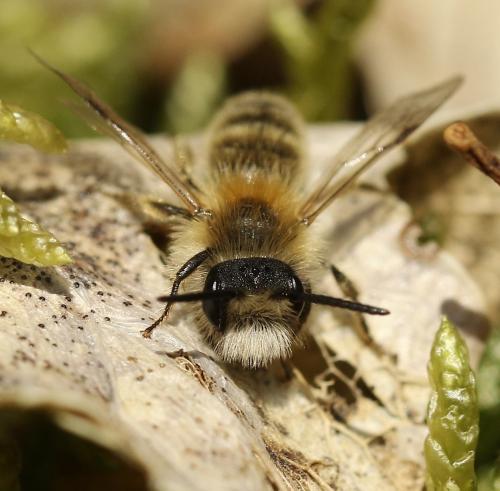 Andrena gravida