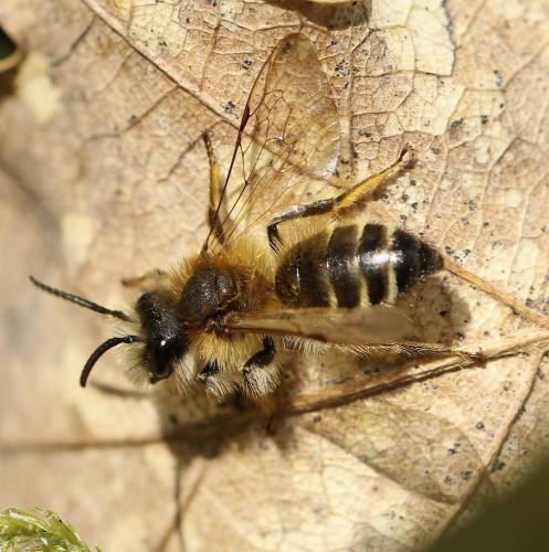 Andrena gravida