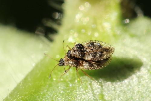 Dictyla humuli