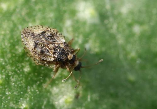 Dictyla humuli