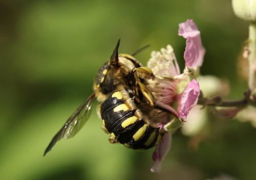 Anthidium florentinum