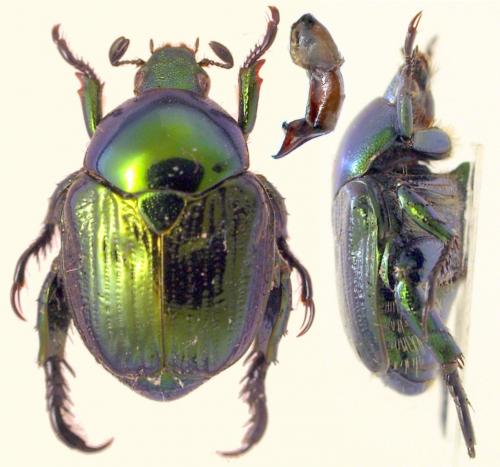Popillia mutans
