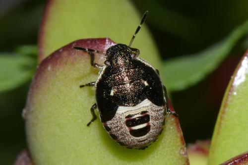 Réf. 201 764 : Holcostethus sp.