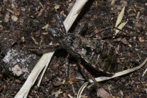Réf. 201 761 : Coranus sp.