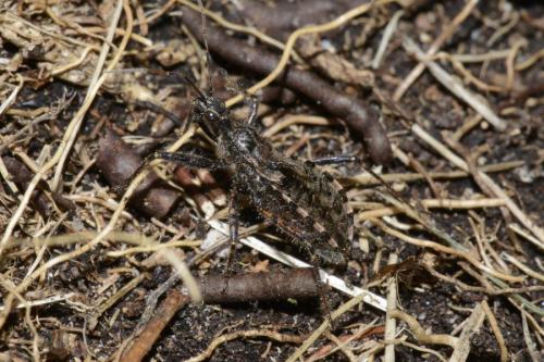 Réf. 201 760 : Coranus sp.