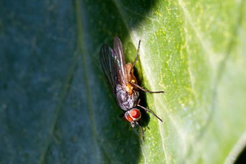Pegomya sp.