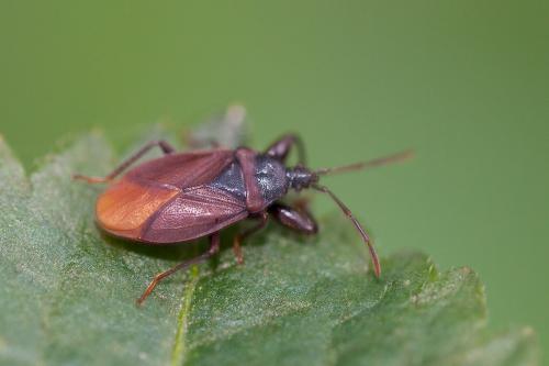 Gastrodes grossipes