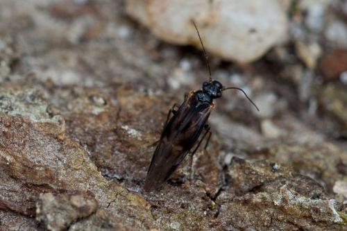 Réf. 201 923 : Elipsocus sp.