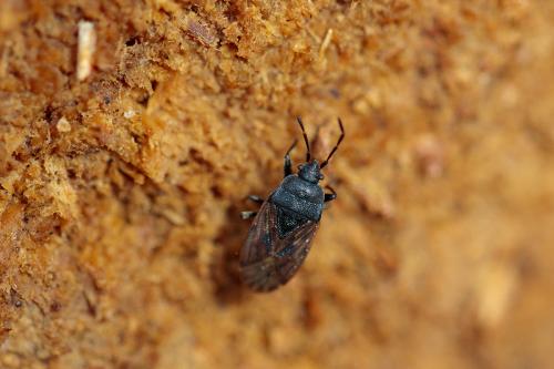 Drymus sylvaticus