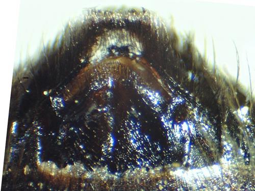 Eucera nigrescens
