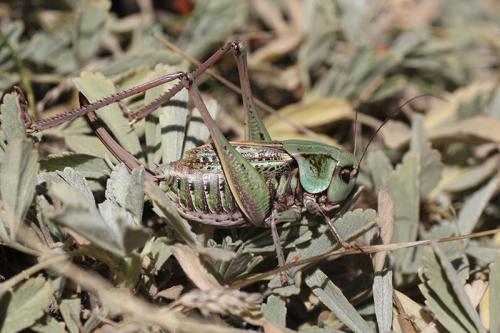 Réf. 201 649 : Decticus verrucivorus