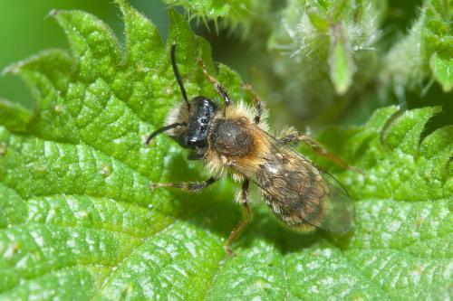 Andrena fulva