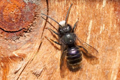 Osmia cornuta