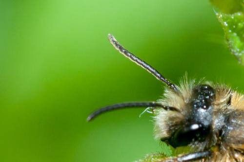 Andrena fulva