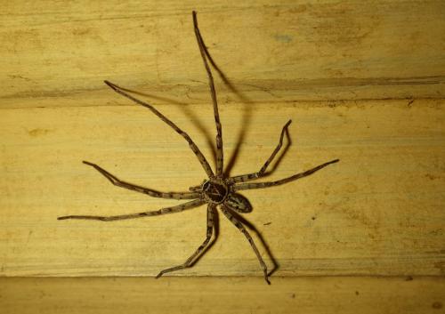 Réf. 201 822 : Heteropoda venatoria