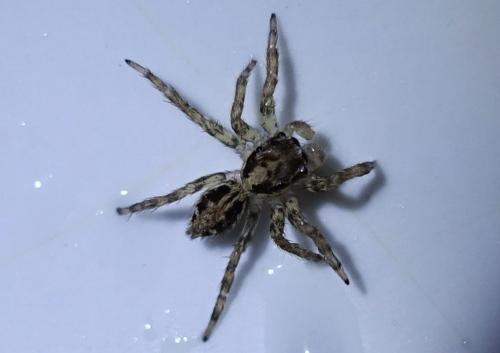Plexippus petersi
