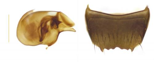 Atheta coriaria