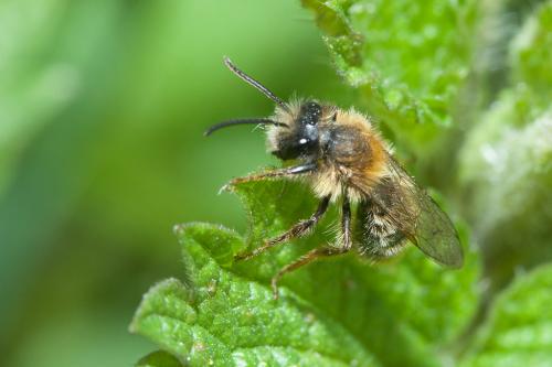Andrena fulva