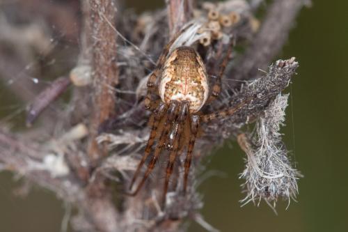 Metellina sp.