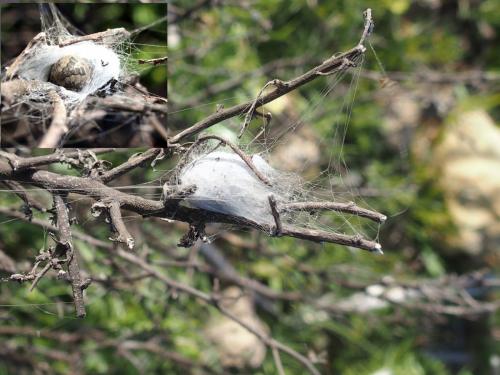 Réf. 201 127 : Larinioides suspicax