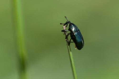 Réf. 201 122 : Aulacobaris sp.