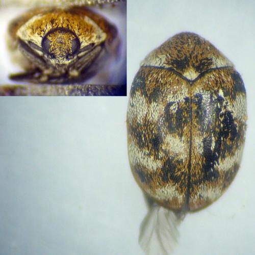 Réf. 201 147 : Anthrenus verbasci