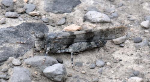 Réf. 201 424 : Sphingonotus caerulans