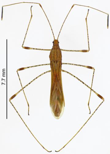 Metatropis rufescens