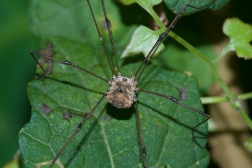 Gagrellinae