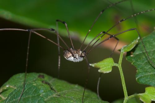 Gagrellinae